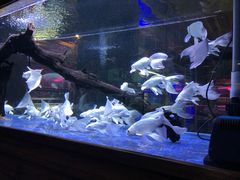 -中环花鸟鱼虫市场