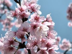 -顾村公园