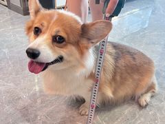 -伟伟宠物医院·CT影像中心·瑞派犬猫综合性门诊(汉口总院)