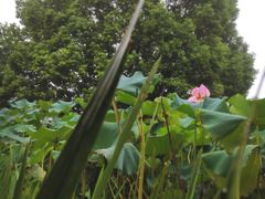 -洛阳市隋唐城遗址植物园