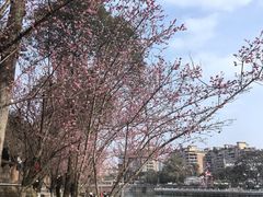 -望江楼公园