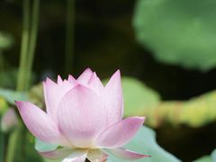 -荔湾湖公园