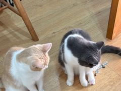 -是阿柴呀！柴犬咖啡·爱喵喵猫咖