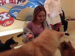 -喜柴咖啡·柴犬狗咖