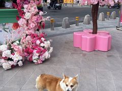 -首开·龙湖成都西宸天街