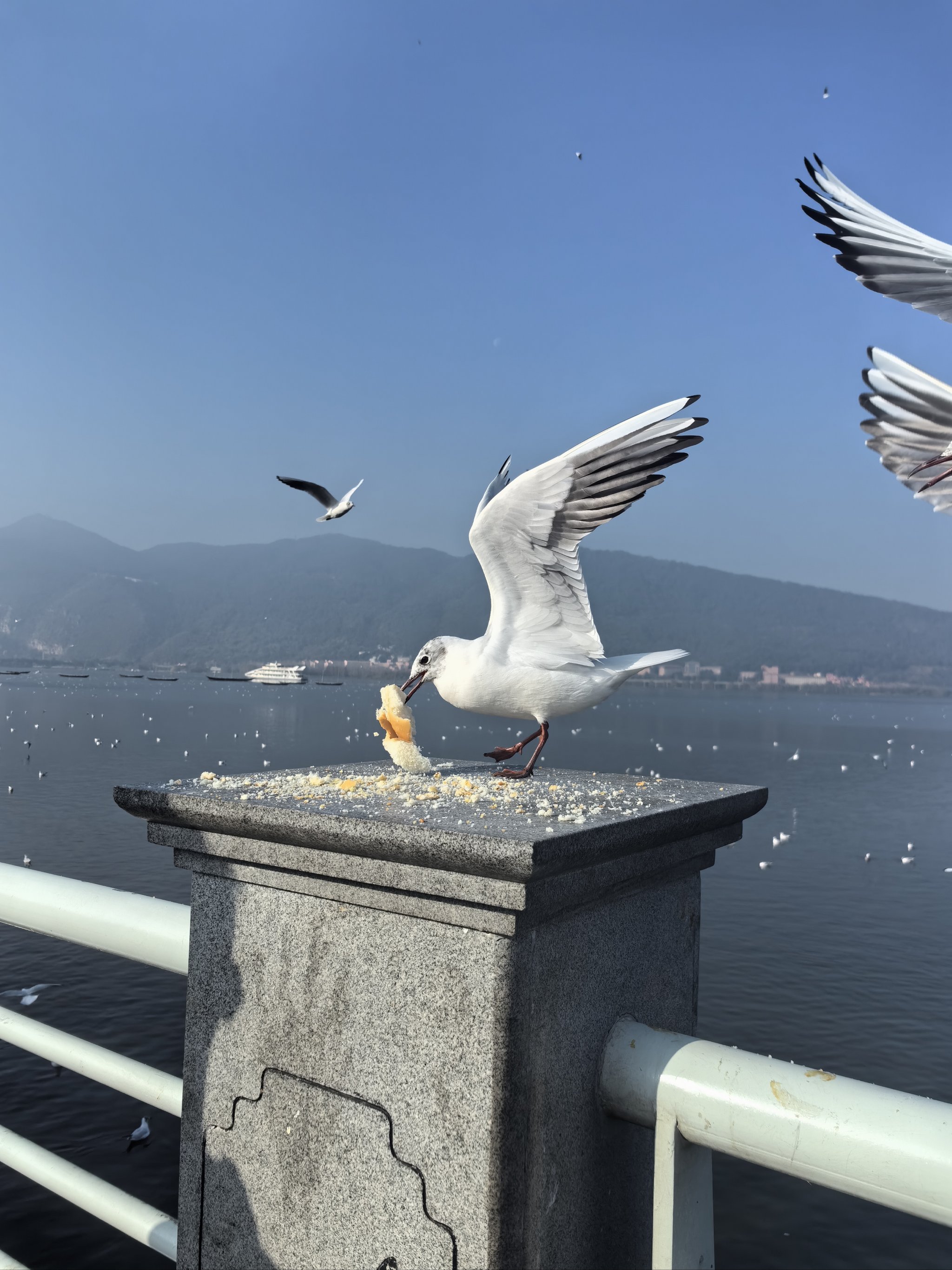 昆明喂海鸥图片