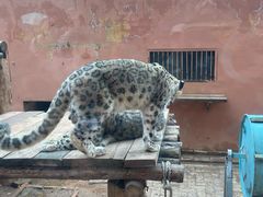 -青藏高原野生动物园
