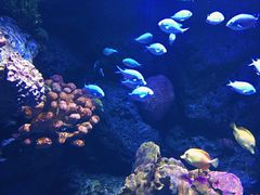 -暹罗海洋世界
