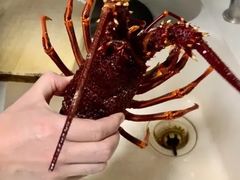 新西兰岩龙虾-盒马鲜生(189购物中心店)