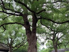 -惠山古镇·寄畅园