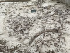 -金沙遗址博物馆