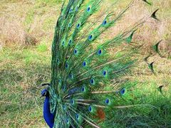 -北京麋鹿生态实验中心