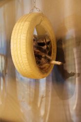 -酷嗒动物文化乐园(cutezoo西溪乐天城店)