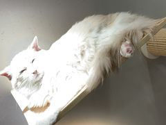 -飞行喵MR PILOT|猫舍·猫咖(静安大融城店)