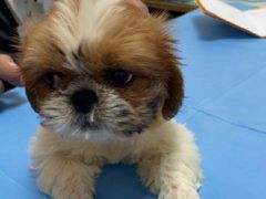 -宠福鑫动物医院(望京分院)