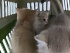 -美联众合动物医院·24h京西诊疗中心