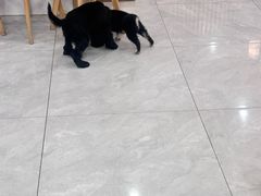 -柴犬小屋·柴餐厅·狗咖食堂(金鼎广场店)