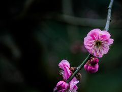 -杭州植物园