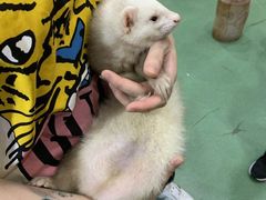 -藦茜花园宠物主题亲子互动体验馆(国顺东路店)