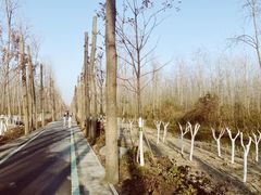 -合肥滨湖国家森林公园