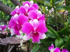 -Dash Teak House