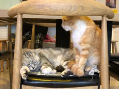 -平行世界·猫咖(首经贸店)