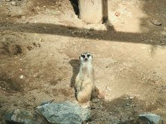 -清迈夜间动物园