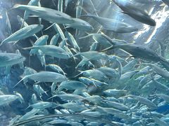 -上海海洋水族馆