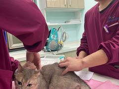 -北京观赏动物医院·24小时大型综合·猫专科·异宠专科