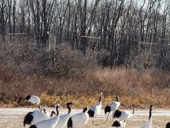 -钏路市丹顶鹤自然公园