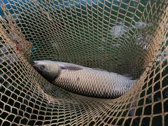 -翠景湾脆鱼轩·中山脆肉鲩(井岸17年老店)