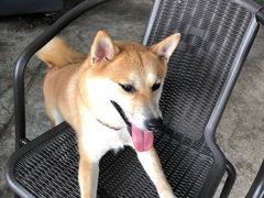 -柴犬高等学院·狗咖·柴犬售卖·宠物训练