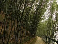 -铁山坪森林公园