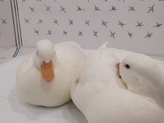 -白夜2D咖啡馆