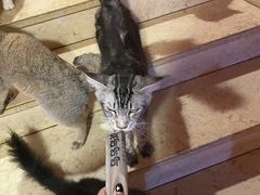 -猫爷宠物生活馆·撸猫馆