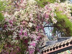 -深圳国际园林花卉博览园