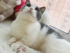 -嘉馨宠物医院·CT影像转诊·心脏科·犬猫全科诊疗中心(下沙大学城院区)