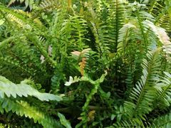 -深圳仙湖植物园