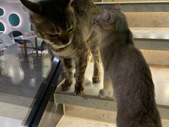 -飞行喵MR PILOT|猫舍·猫咖(静安大融城店)