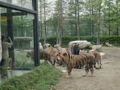 -上海野生动物园老虎餐厅