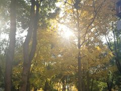 -重庆市江北嘴中央商务区中央公园