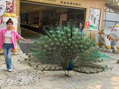 -品德宏·孔雀宴的发源地(金塔园店)