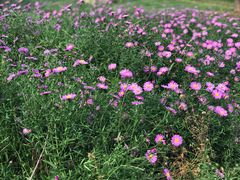 -金掌勺东北菜(格兰晴天店)