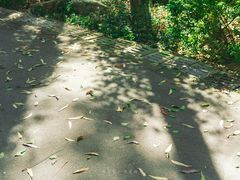-火炉山森林公园