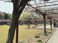 -嘉定紫藤园