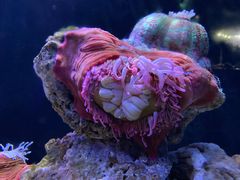 -海合安天津极地海洋公园