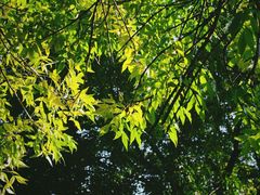 -VOYAGE COFFEE(北锣鼓巷店)