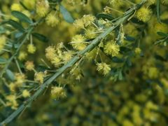 -墨尔本皇家植物园