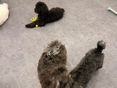 -有喵·猫咖·狗咖·30几只猫10只小狗(岗厦店)