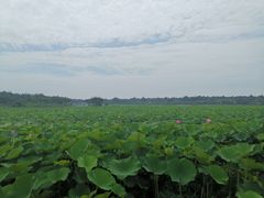 -上海海湾国家森林公园